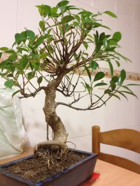 A mi bonsai se le caen las hojas verdes