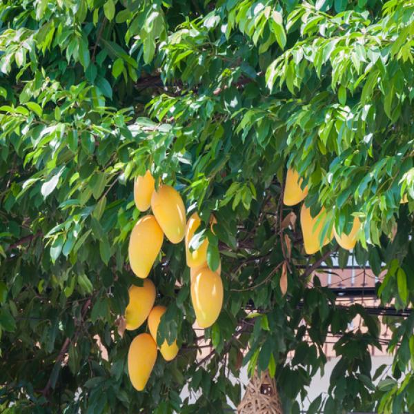 Cómo es la planta del mango