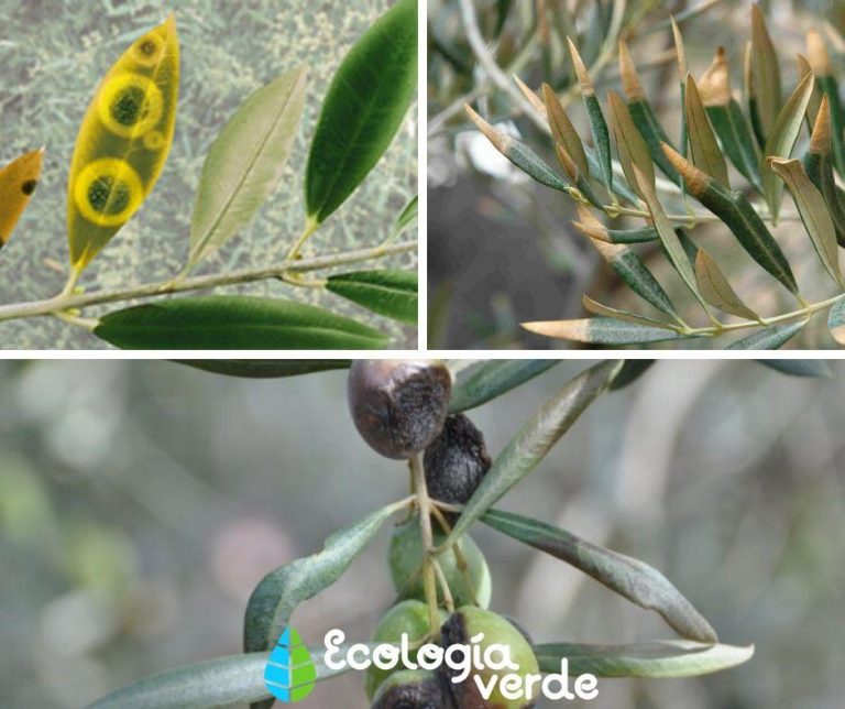 Enfermedades del olivo en las hojas