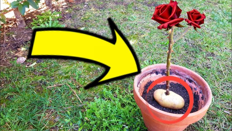 Plantar un rosal a partir de una rosa