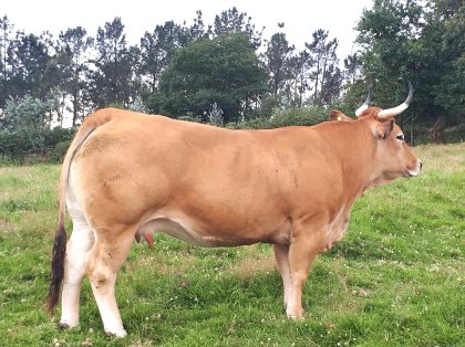 Vacas asturianas de los valles en venta