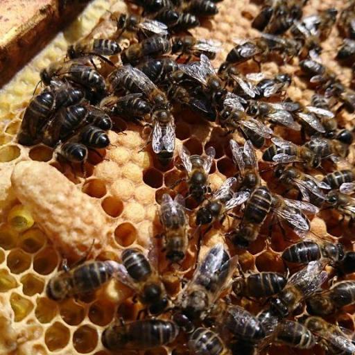 Venta de enjambres de abejas en España