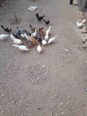 Venta de gallinas en Ciudad Real