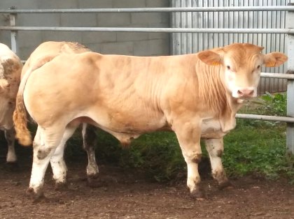 Venta de vacas rubias en Galicia